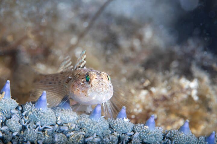 Try Scuba Diving in Galway: Explore the Coral Strand Shallows photo 4