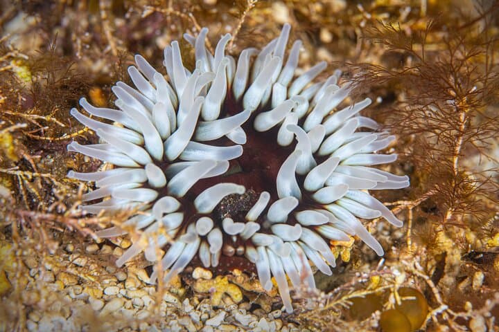 Try Scuba Diving in Galway: Explore the Coral Strand Shallows photo 5