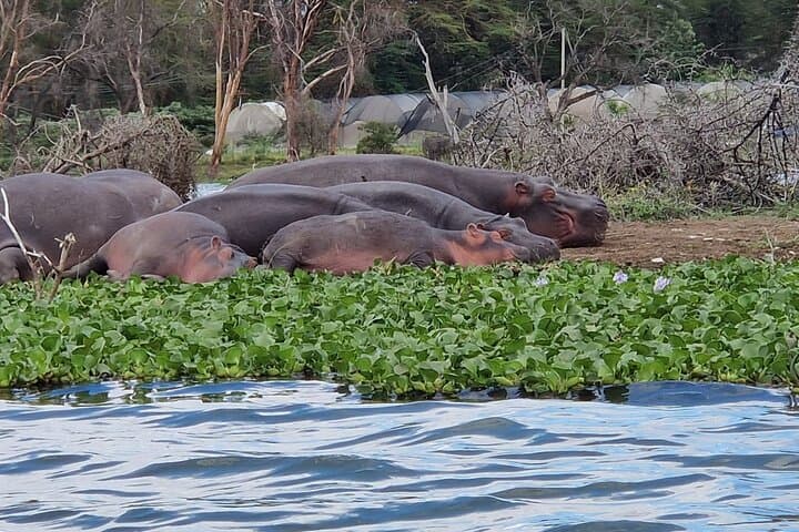 Hell's Gate Day Tour & Lake Naivasha Boat Ride — Biking with Giraffes and Hippo Safaris