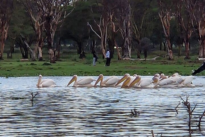 Hell's Gate Day Tour & Lake Naivasha Boat Ride — Biking with Giraffes and Hippo Safaris photo 2