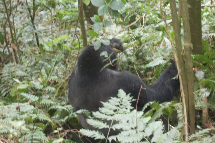 2-Day Gorilla Trek in Bwindi from Kigali: Rushaga Permits & Practical Guide photo 2