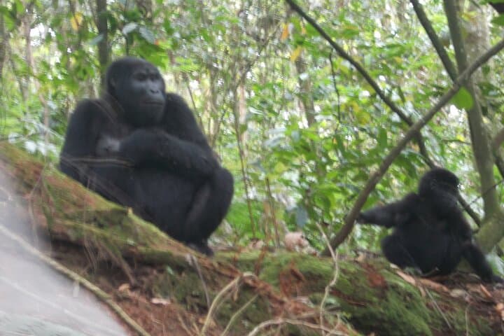 2-Day Gorilla Trek in Bwindi from Kigali: Rushaga Permits & Practical Guide photo 3