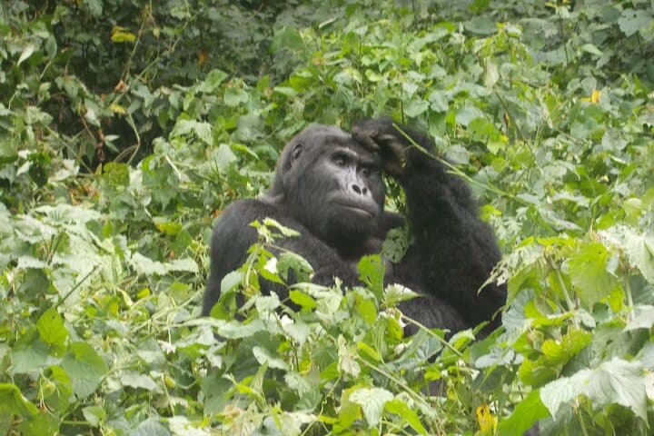 2-Day Gorilla Trek in Bwindi from Kigali: Rushaga Permits & Practical Guide photo 5