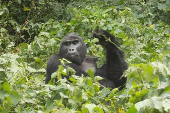2-Day Gorilla Trek in Bwindi from Kigali: Rushaga Permits & Practical Guide photo 6
