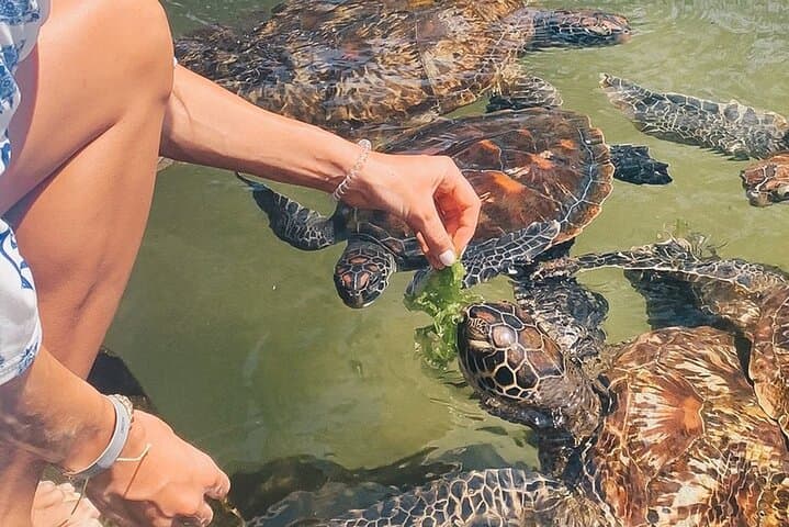 Mnemba Island Snorkel, Nungwi Village & Sea Turtle Experience