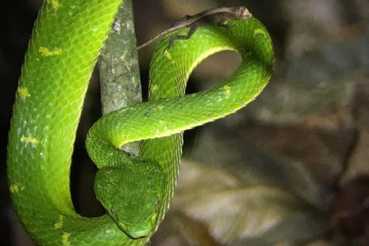 Night Walk Tour Monteverde — After-Dark Wildlife at El Refugio photo 4