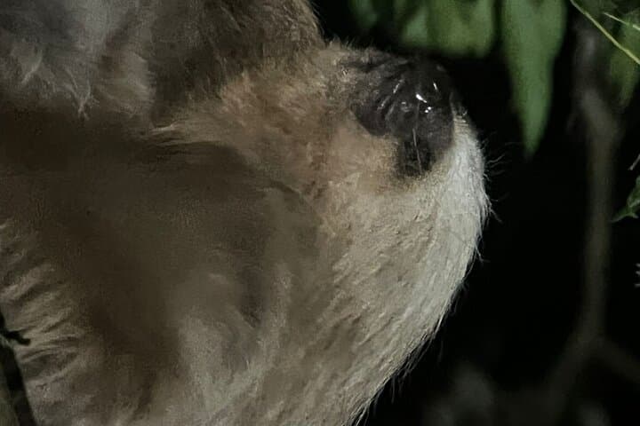 Night Walk Tour Monteverde — After-Dark Wildlife at El Refugio