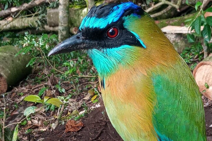 Curicancha Wildlife Tour — Monteverde Birding & Rainforest Walk photo 4