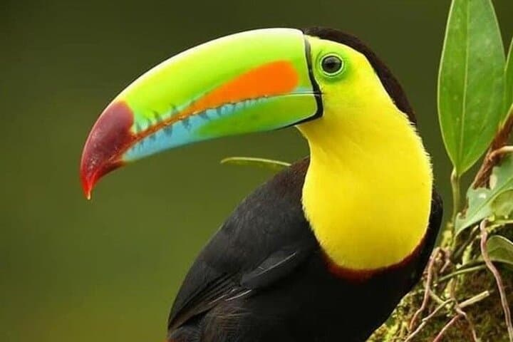 Curicancha Wildlife Tour — Monteverde Birding & Rainforest Walk photo 3