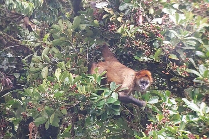 Monteverde Cloud Forest Nature Walk — 2.5‑Hour Guided Reserve Experience photo 2