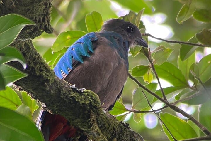 Monteverde Cloud Forest Nature Walk — 2.5‑Hour Guided Reserve Experience photo 4