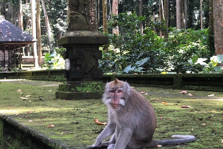 Jatiluwih & Ulun Danu Beratan: A Day Tour from Ubud to UNESCO Rice Terraces photo 2