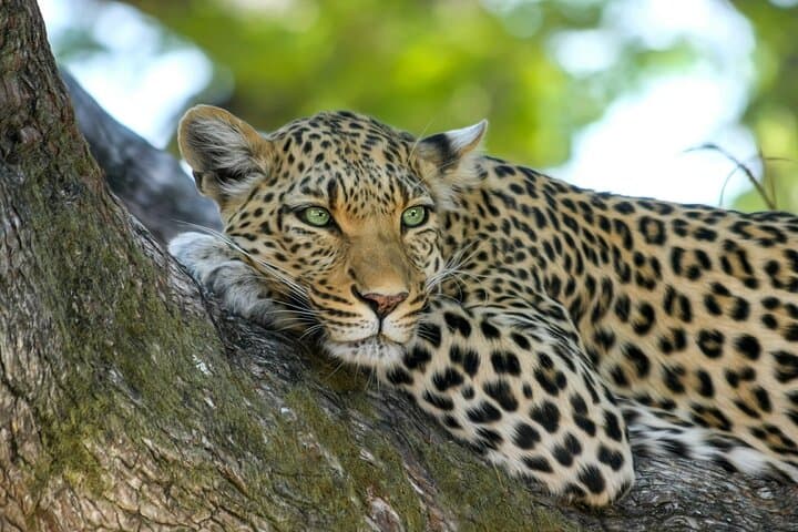8-Day Luxury Sri Lanka Tour: Sigiriya, Nuwara Eliya Train, Yala Safari & Southern Coast photo 5