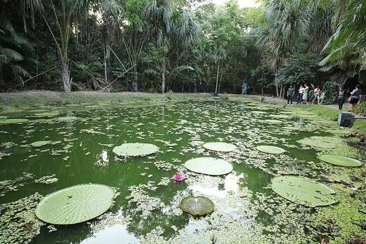 Exploring MUSA: Manaus's Amazon Museum and Forest Trails photo 3