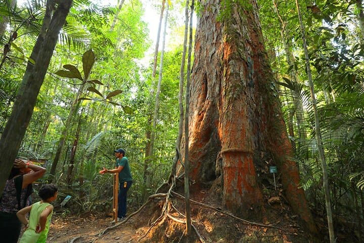 Exploring MUSA: Manaus's Amazon Museum and Forest Trails photo 4