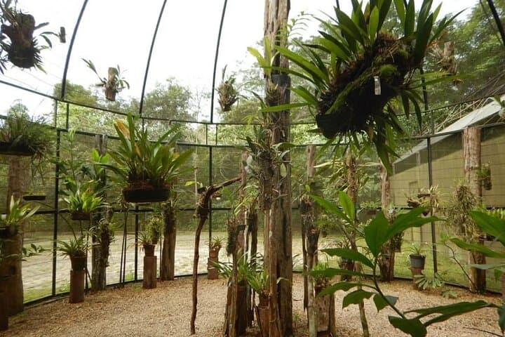 Exploring MUSA: Manaus's Amazon Museum and Forest Trails photo 5