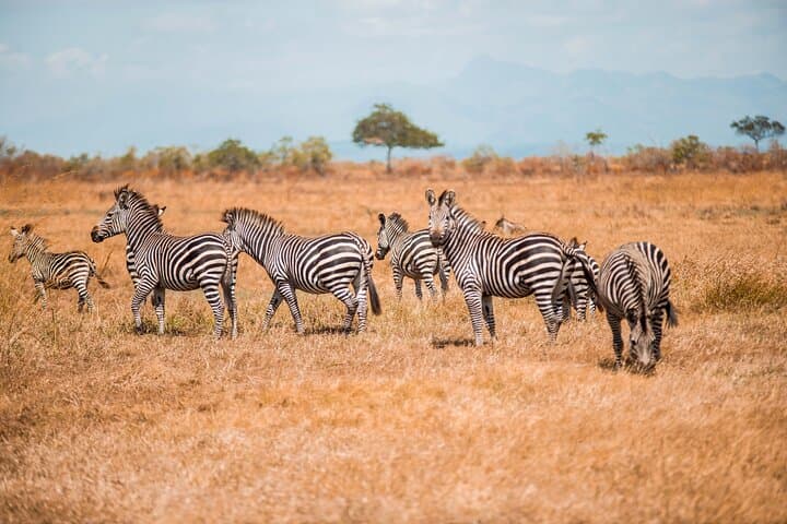 3-Day Private Mikumi Safari: Wildlife, Birding & Mkata Floodplain Views photo 5