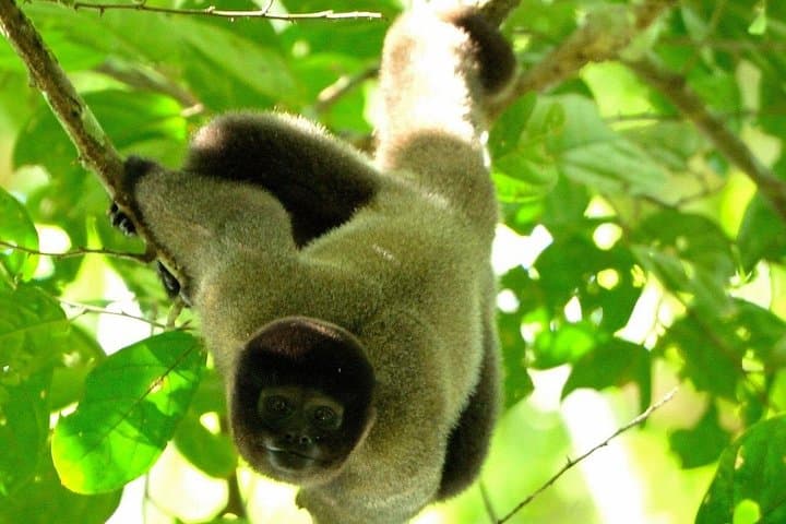3-Day Sustainable Eco Tour to Manu National Park from Cusco photo 2