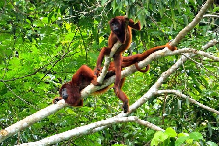 3-Day Sustainable Eco Tour to Manu National Park from Cusco photo 3
