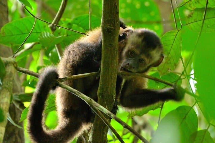 3-Day Sustainable Eco Tour to Manu National Park from Cusco photo 4