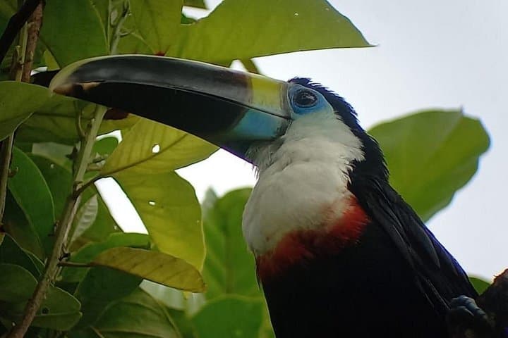 3-Day Sustainable Eco Tour to Manu National Park from Cusco