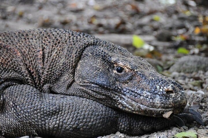 Two-Day Komodo National Park & Rinca Island Wildlife Adventure from Bali photo 3