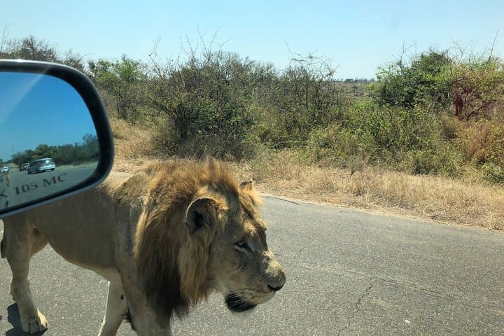 Kruger National Park Full-Day Safari from Maputo — Big Five in One Day