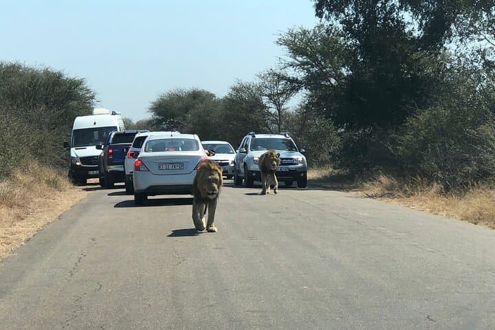 Kruger National Park Full-Day Safari from Maputo — Big Five in One Day photo 3