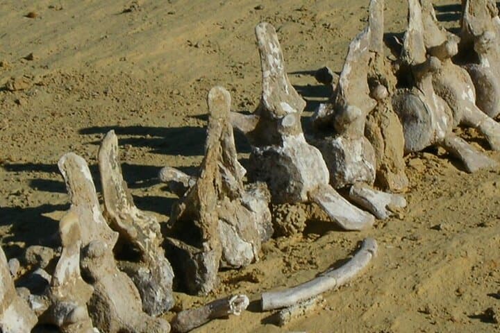 Day Safari from Cairo to Wadi El Rayan & Wadi Hitan — Valley of the Whales and Sandboarding photo 6