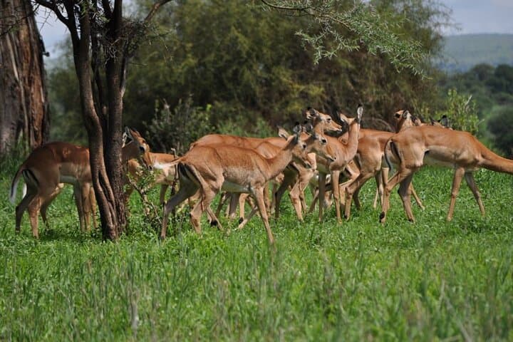 Mikumi by Air: Day-Trip Safari from Zanzibar to Mikumi National Park photo 2