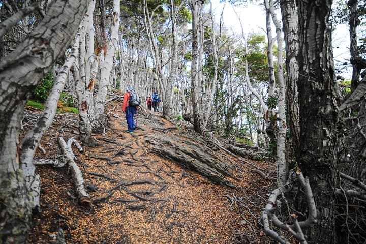 Half-Day in Tierra del Fuego: Ensenada, Lapataia & Beagle Channel Views photo 3