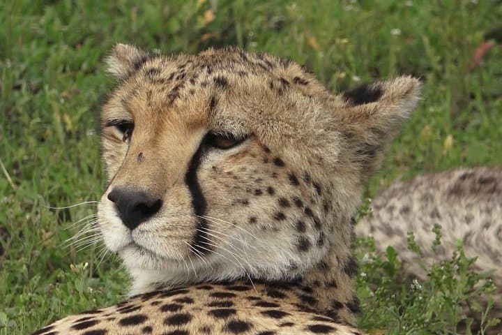 Serengeti Under Canvas: 9-Day Luxury Safari in Tanzania's Great Migration photo 2