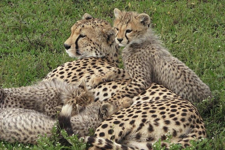 Serengeti Under Canvas: 9-Day Luxury Safari in Tanzania's Great Migration photo 3