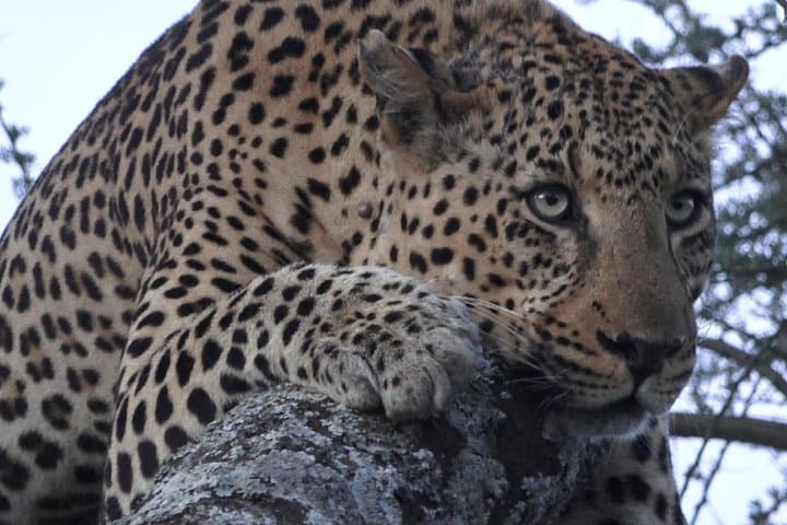 Serengeti Under Canvas: 9-Day Luxury Safari in Tanzania's Great Migration photo 1