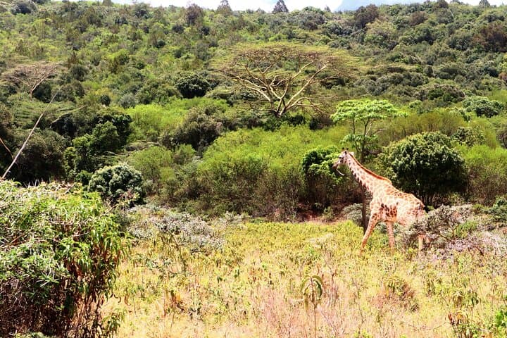 Arusha National Park Day Safari: Game Drive, Walking & Canoe Options photo 3
