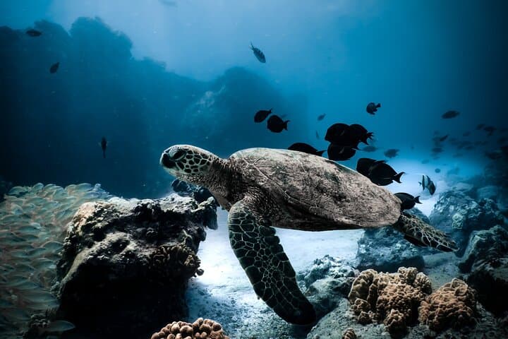 Night Snorkel at Turtle Town Maui: Underwater Lights, Turtles & Coral at Dusk