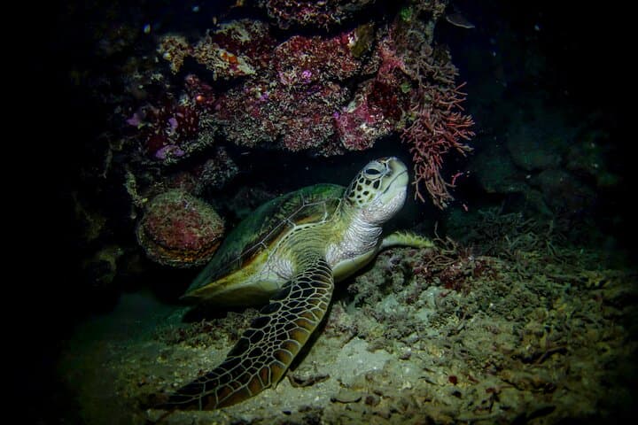 Night Snorkel at Turtle Town Maui: Underwater Lights, Turtles & Coral at Dusk photo 4