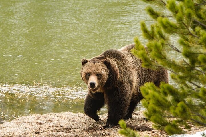 Yellowstone Wildlife and Waterfalls Private Tour from West Yellowstone
