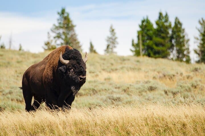 Yellowstone Wildlife and Waterfalls Private Tour from West Yellowstone photo 2