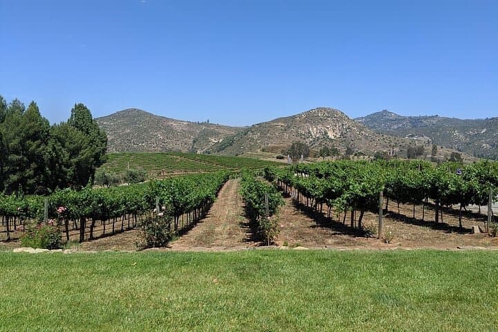 Chauffeured Vineyard Adventure in San Diego Wine Country: A Relaxed Day of Tastings and Local Flavor photo 4