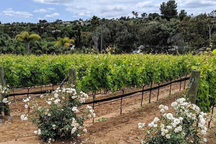 Chauffeured Vineyard Adventure in San Diego Wine Country: A Relaxed Day of Tastings and Local Flavor photo 5