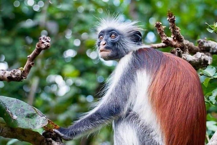 Full-Day Zanzibar Adventure: Jozani Forest, Kuza Cave, Paje Beach & The Rock photo 2