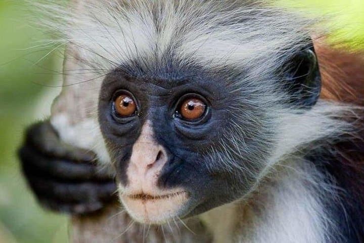 Full-Day Zanzibar Adventure: Jozani Forest, Kuza Cave, Paje Beach & The Rock photo 1