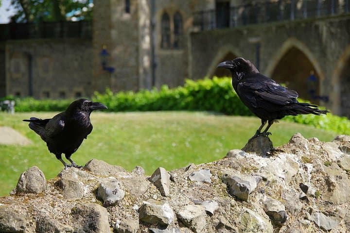 Tower of London Private Walking Tour: White Tower, Crown Jewels & Ravens photo 3