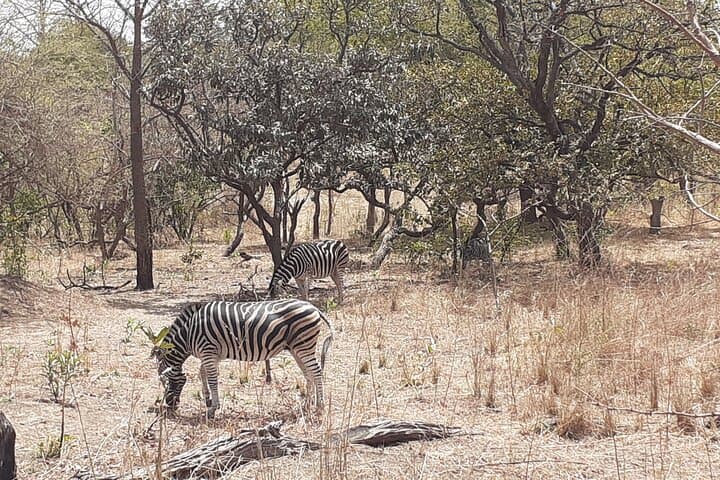 Fathala Wildlife Park Safari from Banjul — Day Trip to See Giraffes, Rhinos & Zebras