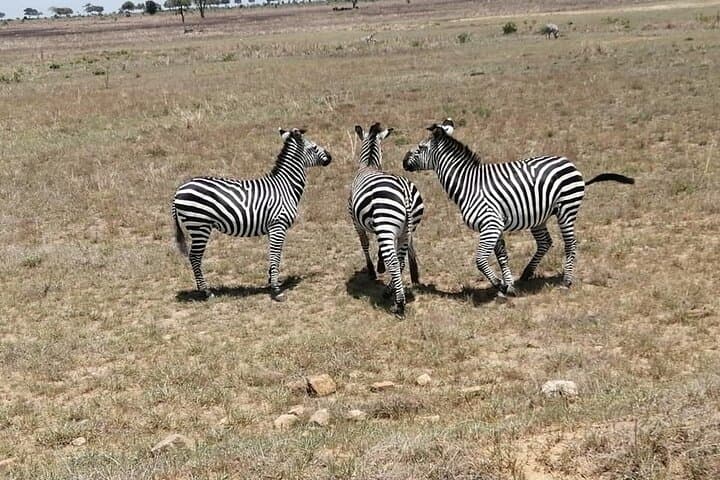 Mikumi by Air: Day-Trip Safari from Zanzibar to Mikumi National Park photo 3