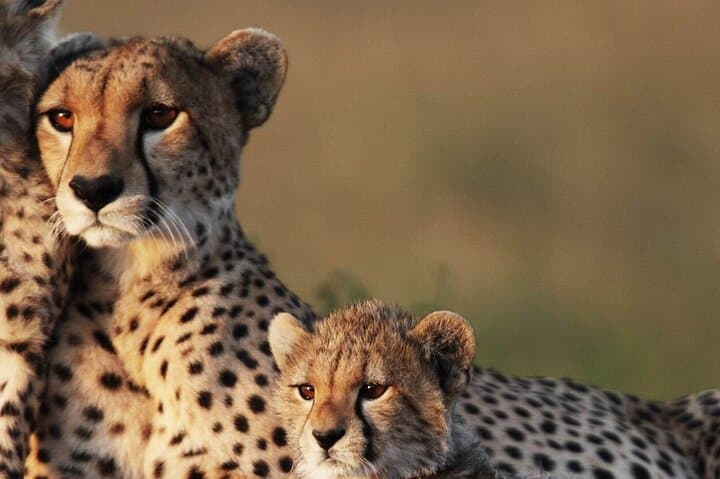 Mikumi by Air: Day-Trip Safari from Zanzibar to Mikumi National Park photo 4