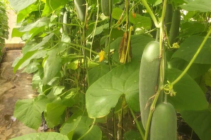 Inside Ghana's Cocoa Fields: Full-Day Private Farm Area Tour from Accra photo 4
