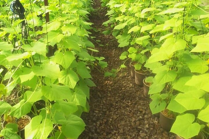 Inside Ghana's Cocoa Fields: Full-Day Private Farm Area Tour from Accra photo 5