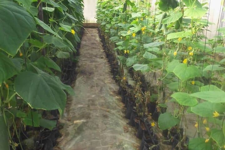Inside Ghana's Cocoa Fields: Full-Day Private Farm Area Tour from Accra photo 6